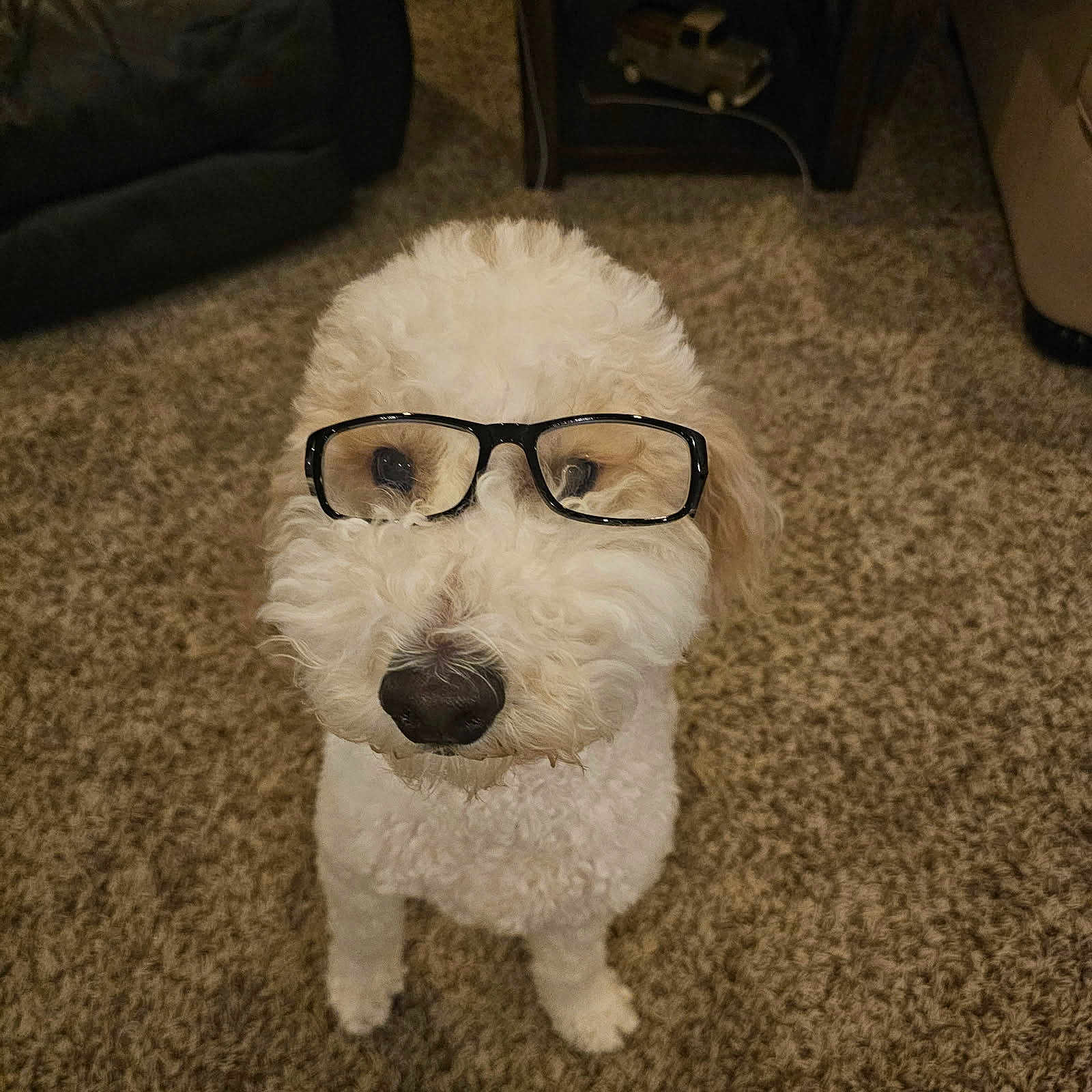 Lucy is registered to the contest to win money with this photo: dog, white_dog, curly_fur, glasses, pet, indoors, carpet, living_room, furniture, cute, animal, companion, portrait, standing, curious, household, domestic, friendly, mammal, eyewear