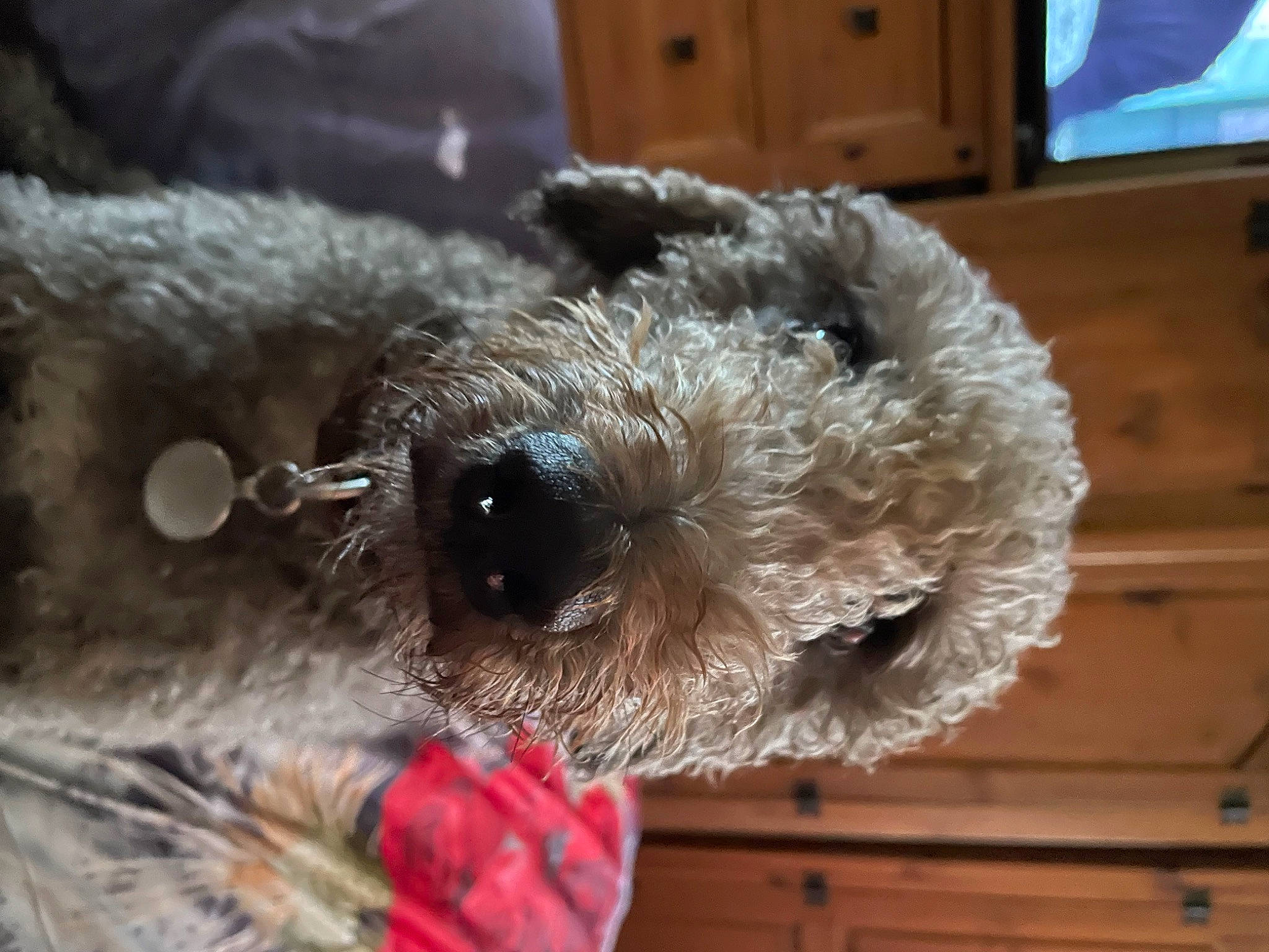 Shaun is registered to the contest to win money with this photo: bear, canidae, carnivore, companion_dog, dog, dog_breed, event, fawn, fur, picture_frame, plush, snout, sporting_group, stuffed_toy, teddy_bear, television, toy, toy_dog, whiskers, wool