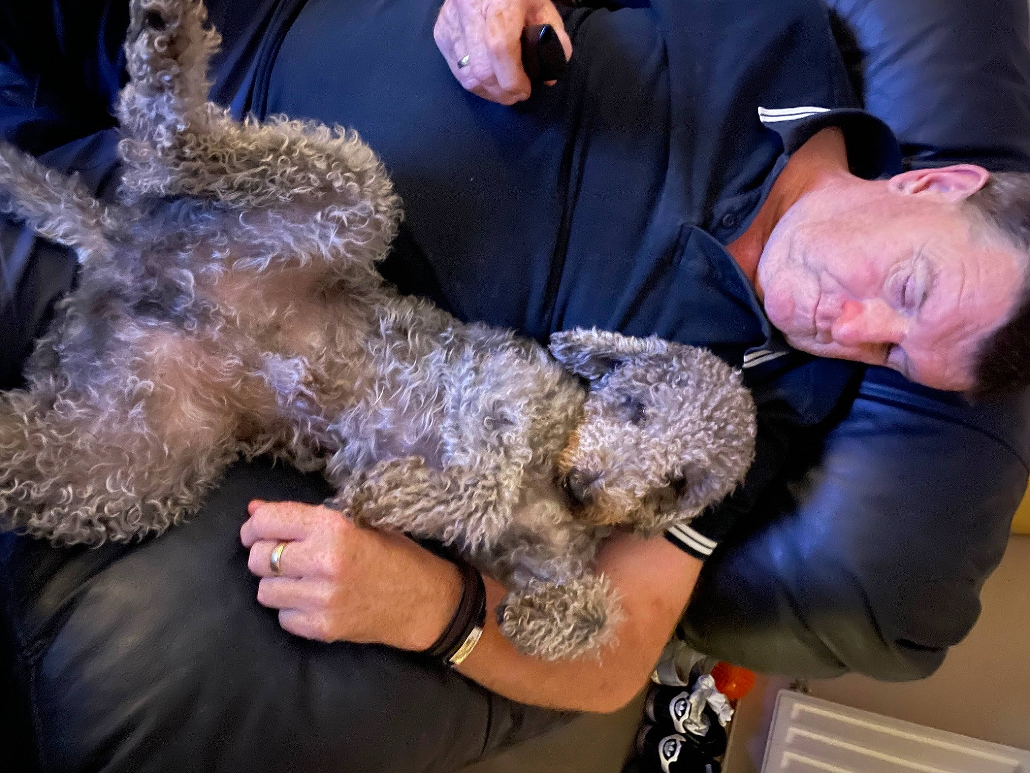 Shaun joined the competition — help win amazing prizes! airedale_terrier, canidae, carnivore, companion_dog, dog_breed, fur, hand, labradoodle, non_sporting_group, poodle, poodle_crossbreed, puppy_love, sporting_group, stuffed_toy, teddy_bear, terrier, toy, toy_dog, wildlife_biologist