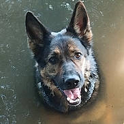 Sweet a rejoint le concours — aidez-le/la à gagner de superbes lots ! dog, german_shepherd, water, swimming, tongue_out, ears_up, happy, pet, animal, canine, outdoor, nature, wet, muzzle, fur, mouth_open, smiling, face, head, playful