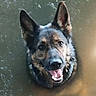 dog, german_shepherd, water, swimming, tongue_out, ears_up, happy, pet, animal, canine, outdoor, nature, wet, muzzle, fur, mouth_open, smiling, face, head, playful