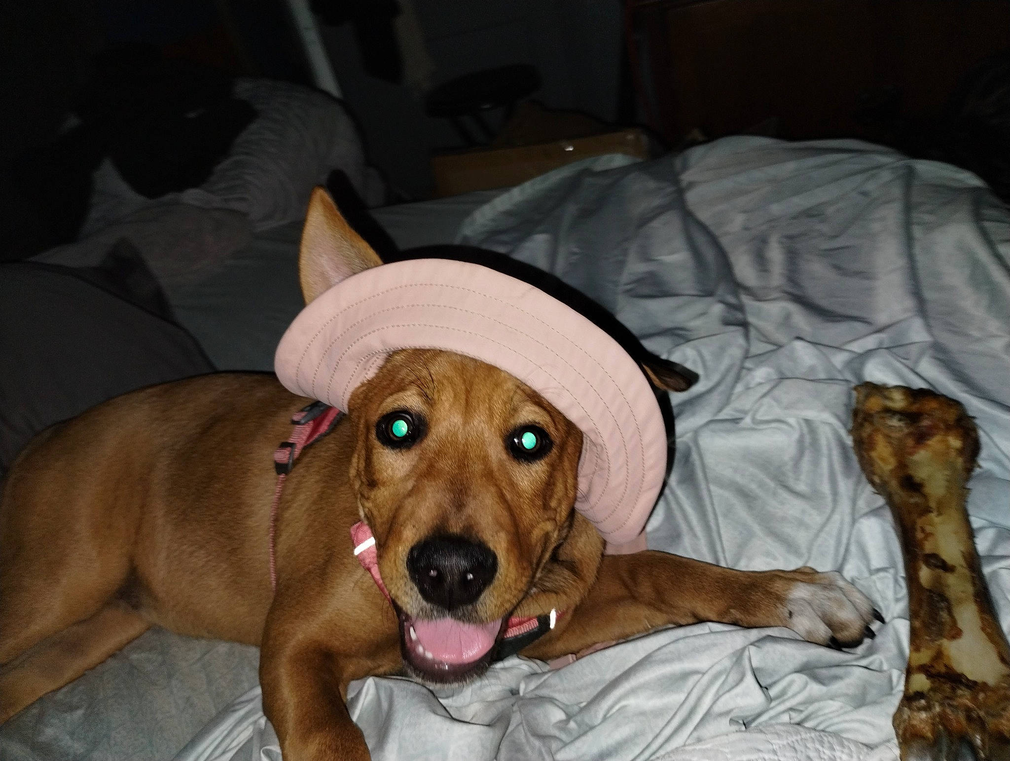 Sheba joined the competition — help win amazing prizes! canidae, carnivore, comfort, companion_dog, dog, dog_breed, dog_supply, ear, fawn, fur, guard_dog, hound, liver, paw, pet_supply, snout, sporting_group, whiskers, working_animal, wrinkle