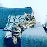 Slamsiah a rejoint le concours — aidez-le/la à gagner de superbes lots ! american_shorthair, asian, carnivore, cat, couch, cushion, domestic_short_haired_cat, dragon_li, european_shorthair, felidae, fur, kitten, maine_coon, mammal, norwegian_forest_cat, pillow, pixie_bob, small_to_medium_sized_cats, tabby_cat, whiskers