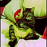 Slamsiah participe au concours pour gagner de l'argent avec cette photo :