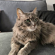 Kiwi a rejoint le concours — aidez-le/la à gagner de superbes lots ! animal, cat, closeup, couch, cozy, cute, domestic_animal, feline, fluffy_fur, furniture, gray_cat, green_eyes, indoor, laying_down, mammal, pet, portrait, relaxed, soft_lighting, whiskers