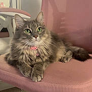 Kiwi participe au concours pour gagner de l'argent avec cette photo : cat, feline, pet, green_eyes, fluffy, tabby, collar, bell, pink_chair, indoor, chair, fur, whiskers, relaxed, animal, cute, domestic, paws, seated, looking_up