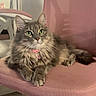 cat, feline, pet, green_eyes, fluffy, tabby, collar, bell, pink_chair, indoor, chair, fur, whiskers, relaxed, animal, cute, domestic, paws, seated, looking_up