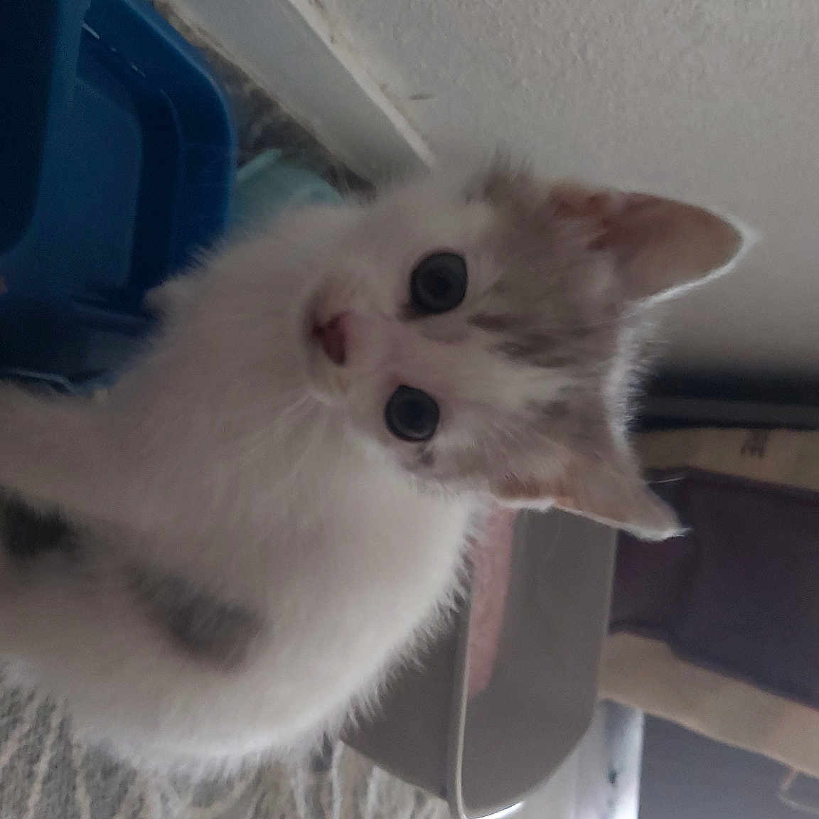 Nao participe au concours pour gagner de l'argent avec cette photo : carnivore, cat, domestic_short_haired_cat, eye, fawn, felidae, fur, small_to_medium_sized_cats, snout, tail, whiskers