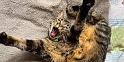 Jjad participe au concours pour gagner de l'argent avec cette photo : cat, tabby, pet, animal, feline, stretching, yawning, cozy, blanket, fur, whiskers, paw, claws, indoor, resting, cute, playful, collar, sleepy, relaxed