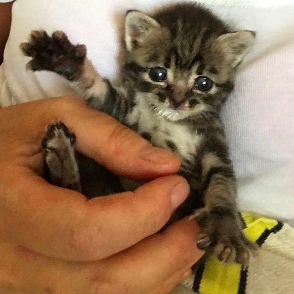 Jjad a rejoint le concours — aidez-le/la à gagner de superbes lots ! adorable, animal, cat, closeup, cuddly, cute, fingers, fur, hand, holding, indoor, kitten, mammal, paw, person, pet, small, striped, white_background, young