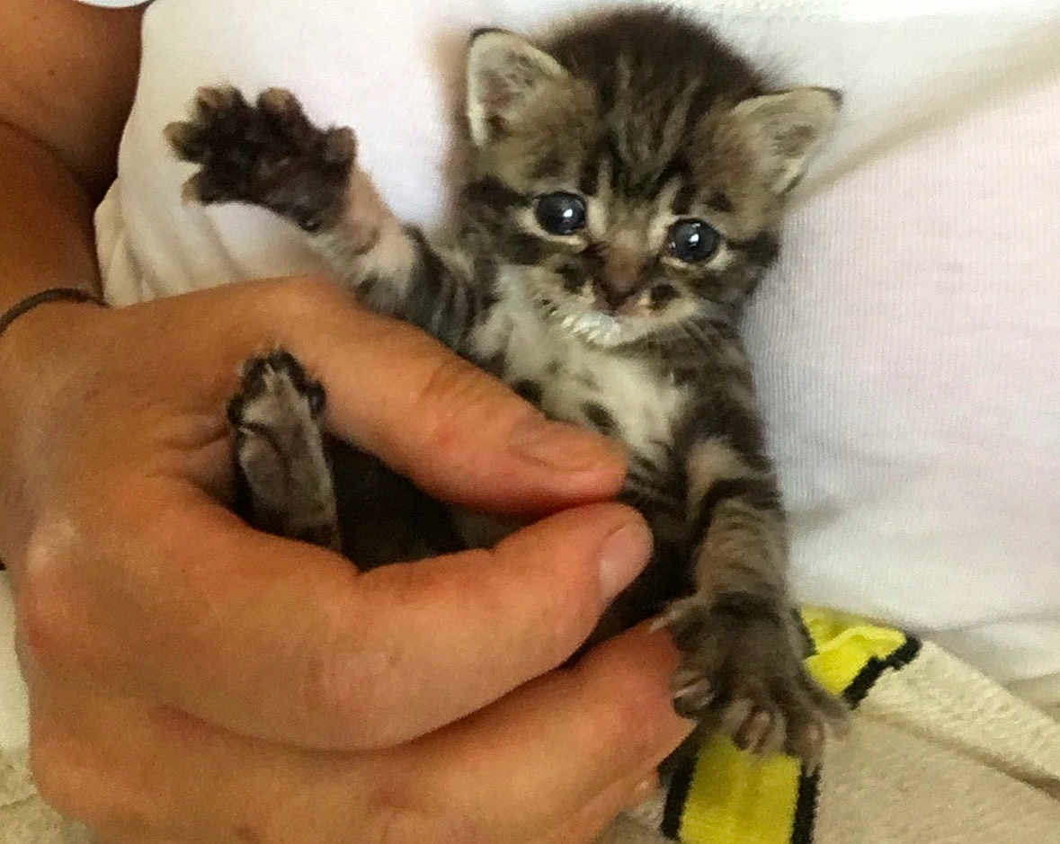 Jjad a rejoint le concours — aidez-le/la à gagner de superbes lots ! kitten, cat, animal, pet, hand, fingers, paw, fur, striped, cute, small, young, mammal, indoor, holding, person, white_background, closeup, cuddly, adorable