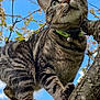 cat, tabby_cat, animal, pet, tree, branch, flower, blossom, spring, outdoor, nature, sky, blue_sky, fur, whiskers, collar, bell, closeup, curious, climbing