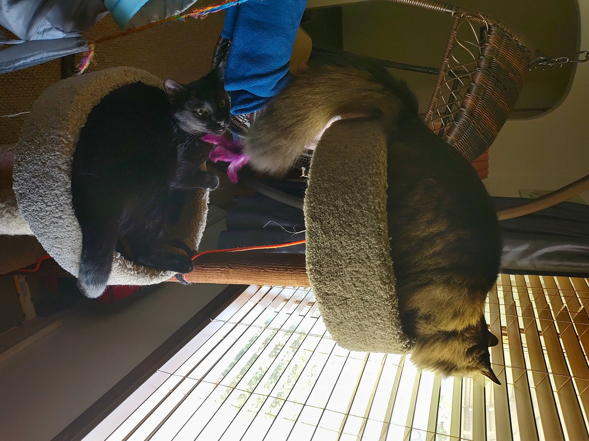 Bucket is registered to the contest to win money with this photo: auto_part, automotive_tire, carnivore, cat, chair, collar, comfort, domestic_short_haired_cat, felidae, flooring, fur, hardwood, hat, pet_supply, room, small_to_medium_sized_cats, sporting_group, tail, whiskers, wood