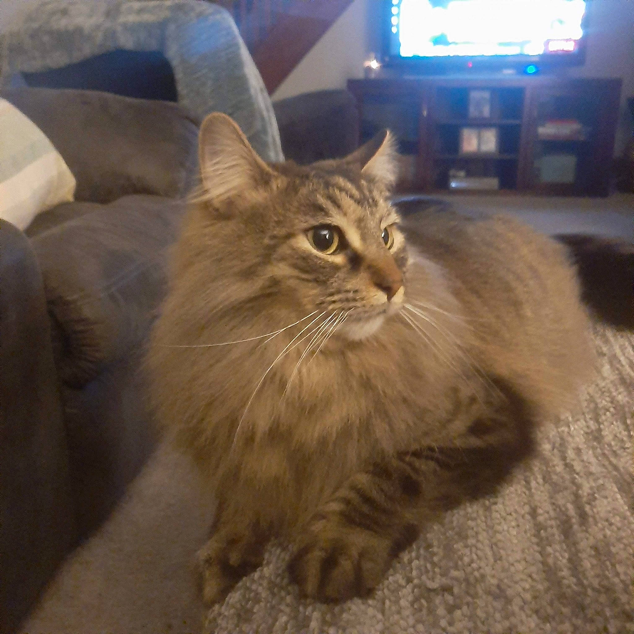 Meeko is registered to the contest to win money with this photo: british_longhair, cable_television, carnivore, cat, eye, fawn, felidae, flooring, fur, maine_coon, paw, picture_frame, plant, small_to_medium_sized_cats, snout, television, terrestrial_animal, tire, whiskers, wood