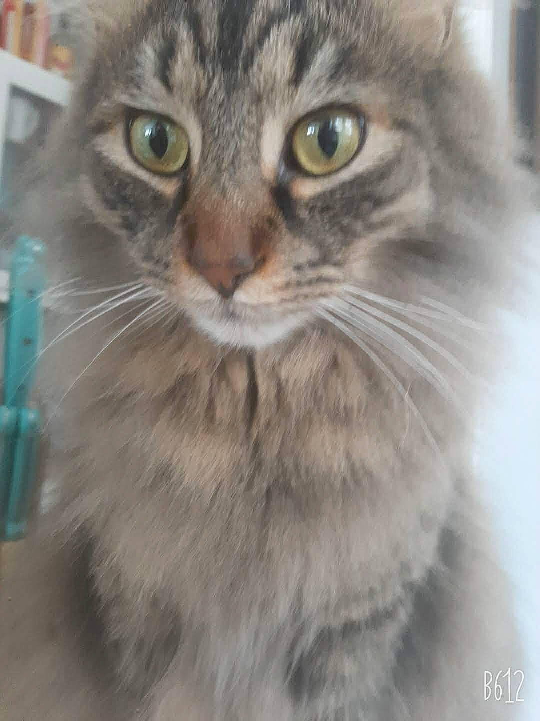 Meeko joined the competition — help win amazing prizes! carnivore, cat, claw, domestic_short_haired_cat, eye, felidae, fur, paw, small_to_medium_sized_cats, snout, terrestrial_animal, whiskers