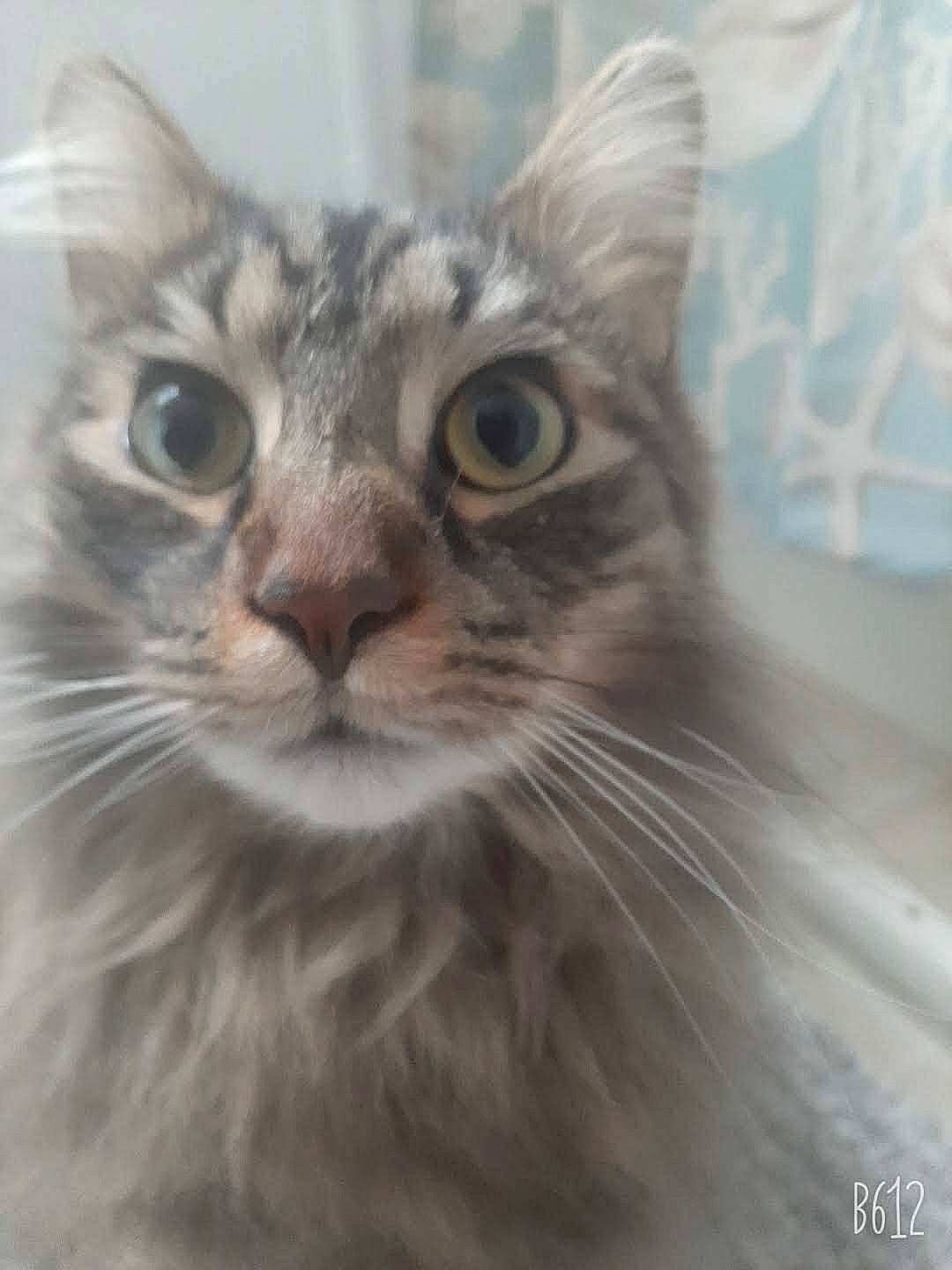 Meeko is registered to the contest to win money with this photo: carnivore, cat, domestic_short_haired_cat, felidae, fur, iris, maine_coon, small_to_medium_sized_cats, snout, terrestrial_animal, whiskers, window