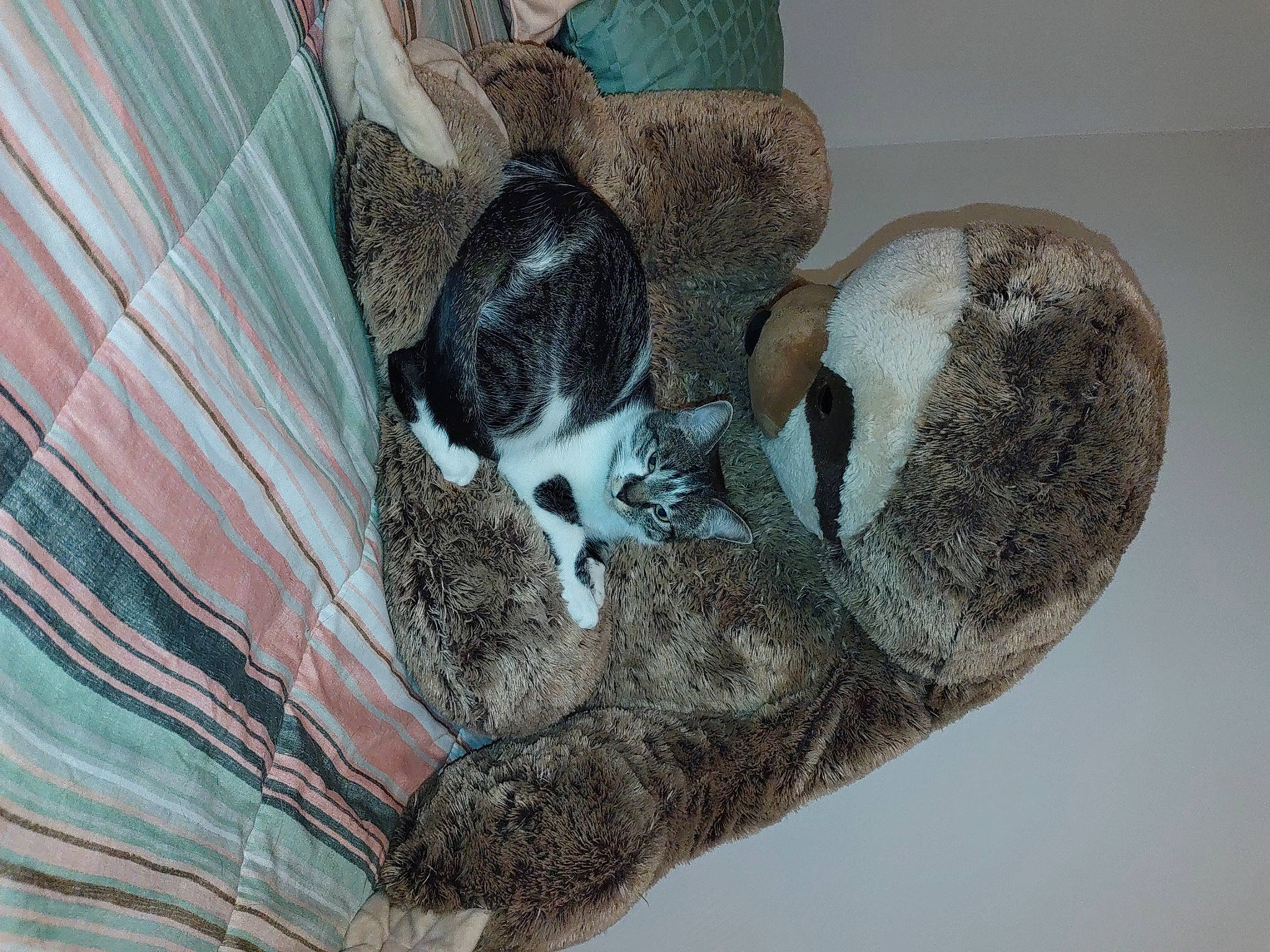 Minuscule is registered to the contest to win money with this photo: animal_shelter, art, carnivore, cat_supply, claw, comfort, dog_breed, domestic_short_haired_cat, felidae, fur, grey, paw, rabbits_and_hares, small_to_medium_sized_cats, snout, tail, terrestrial_animal, whiskers, wildlife, wood