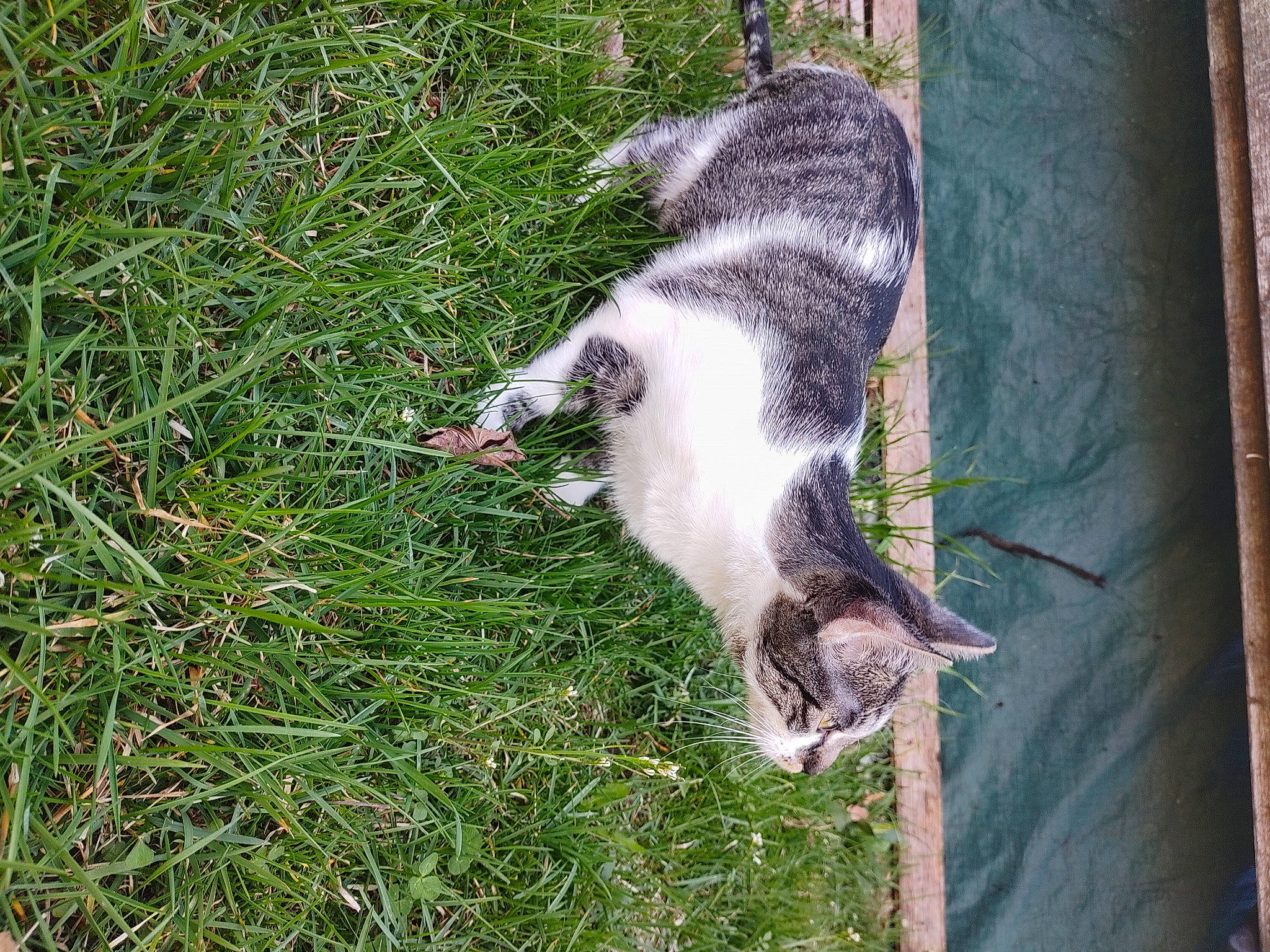 Minuscule is registered to the contest to win money with this photo: australian_cattle_dog, canidae, carnivore, cat, dog, dog_breed, domestic_short_haired_cat, fawn, felidae, fur, grass, groundcover, non_sporting_group, snout, sporting_group, tail, terrestrial_animal, trunk, whiskers, wood