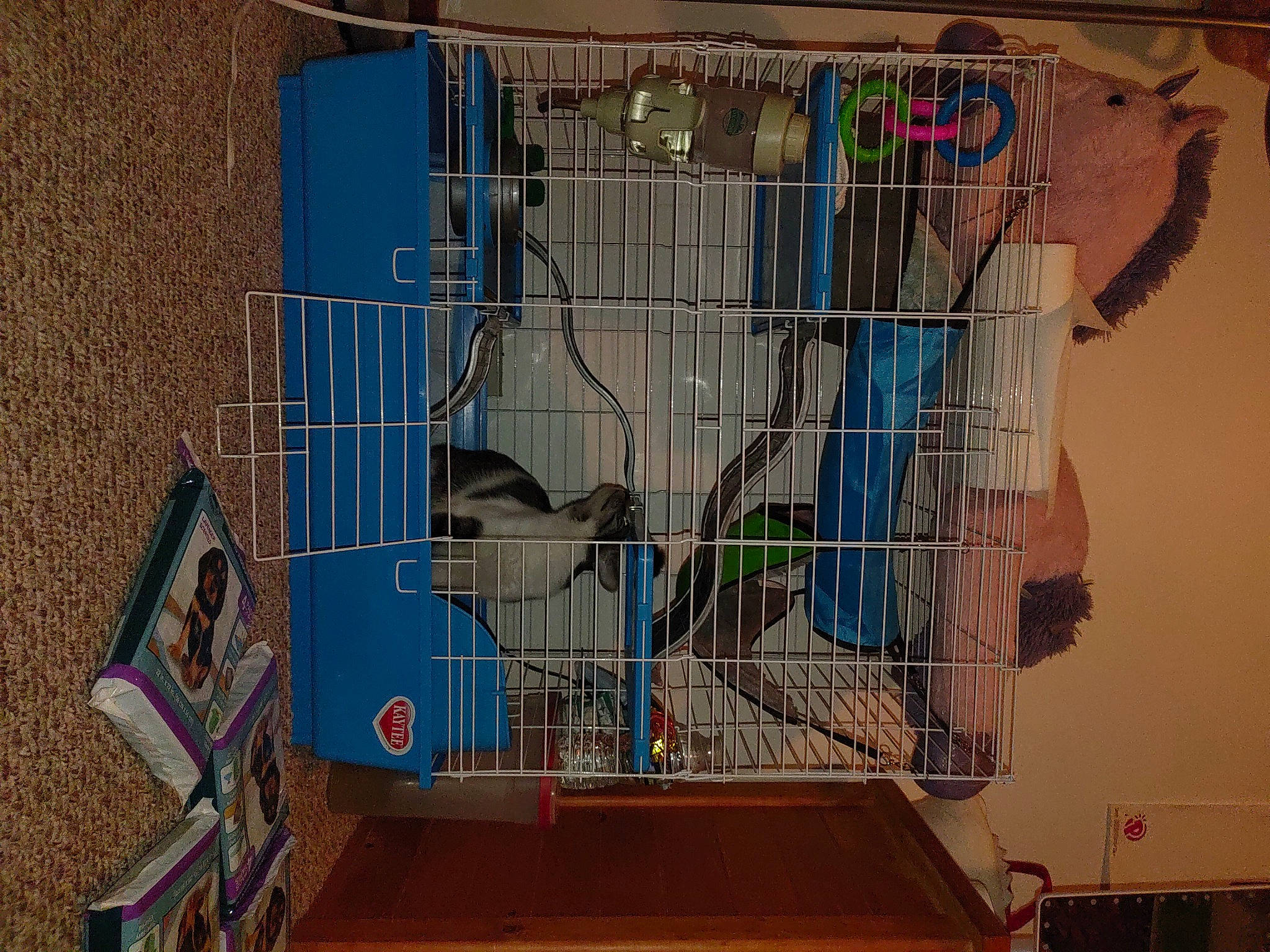 Minuscule is registered to the contest to win money with this photo: animal_shelter, art, baby_toys, bird_supply, cage, collection, font, machine, mesh, pet_supply, plastic, room, space, visual_arts, wall, wire, wood, world