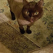 Coco joined the competition — help win amazing prizes! cat, pet, indoor, curious, fur, animal, looking_up, carpet, patterned_rug, groomed, shaved, whiskers, ears, paws, tail, domestic_animal, feline, cute, companion, home