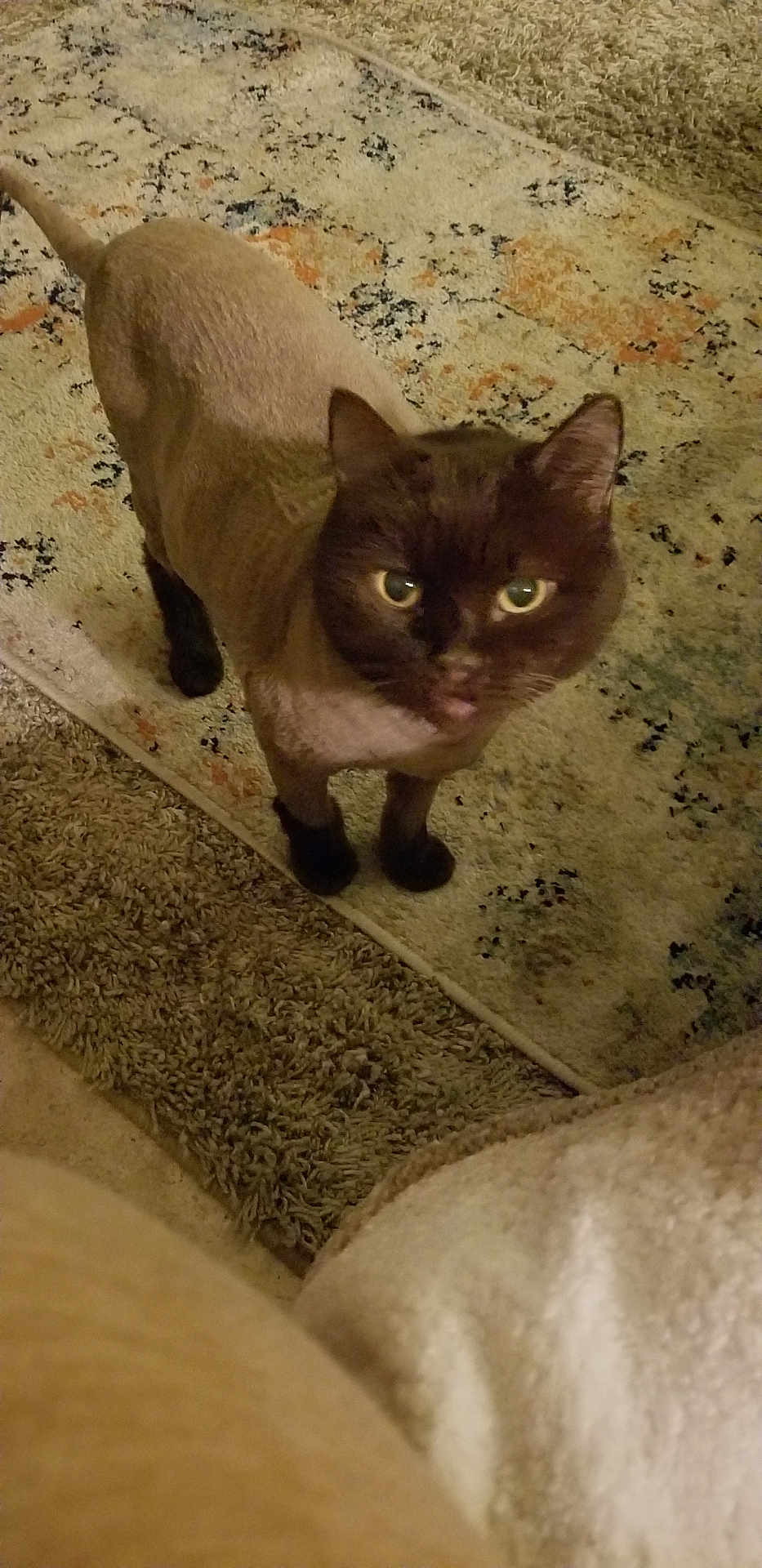 Coco