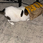 Yoda joined the competition — help win amazing prizes! cat, white_cat, brown_spots, paper_bag, carpet, curious, indoor, pet, animal, feline, floor, black_metal, furniture_leg, striped_bag, crinkled_bag, head_in_bag, exploring, domestic_cat, playful, closeup