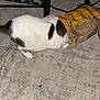 cat, white_cat, brown_spots, paper_bag, carpet, curious, indoor, pet, animal, feline, floor, black_metal, furniture_leg, striped_bag, crinkled_bag, head_in_bag, exploring, domestic_cat, playful, closeup