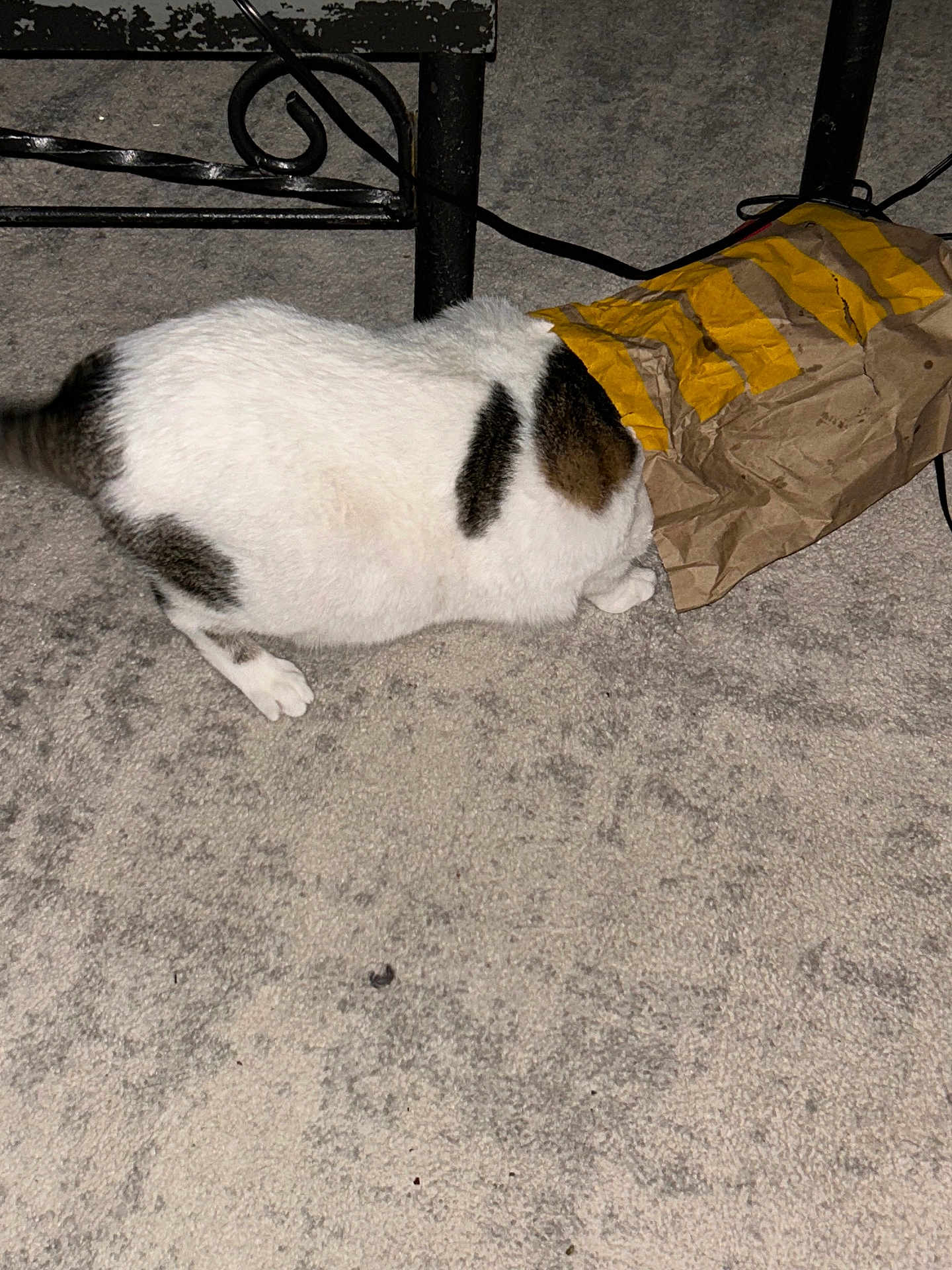 Yoda joined the competition — help win amazing prizes! cat, white_cat, brown_spots, paper_bag, carpet, curious, indoor, pet, animal, feline, floor, black_metal, furniture_leg, striped_bag, crinkled_bag, head_in_bag, exploring, domestic_cat, playful, closeup