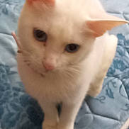 Snowflake is registered to the contest to win money with this photo: animal, bed, blue_eyes, cat, curious, cute, domestic_animal, ears, feline, fur, household, indoor, looking_up, mattress, patterned_bedspread, pet, sitting, small, whiskers, white_cat