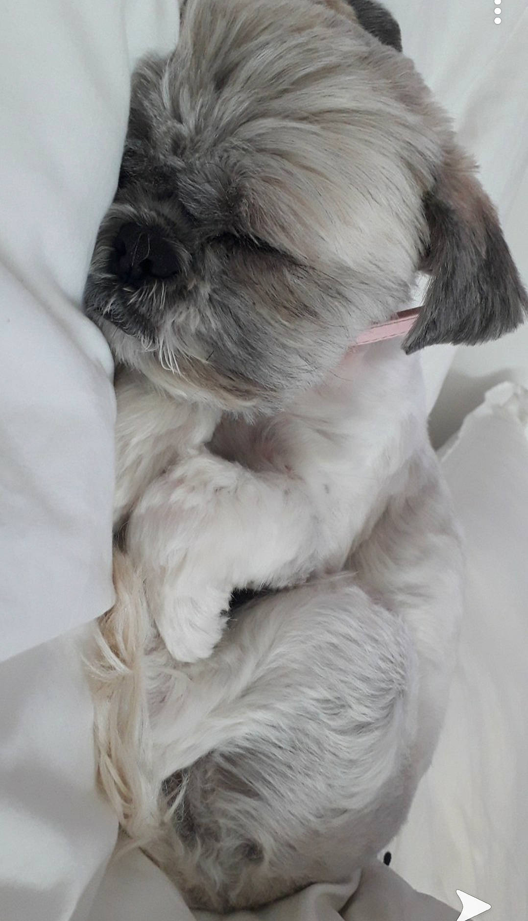 Jaïla participe au concours pour gagner de l'argent avec cette photo : affenpinscher, canidae, carnivore, chinese_imperial_dog, companion_dog, dog, dog_breed, ear, fur, non_sporting_group, puppy, puppy_love, rare_breed_dog, schnoodle, shih_tzu, snout, sporting_group, toy_dog