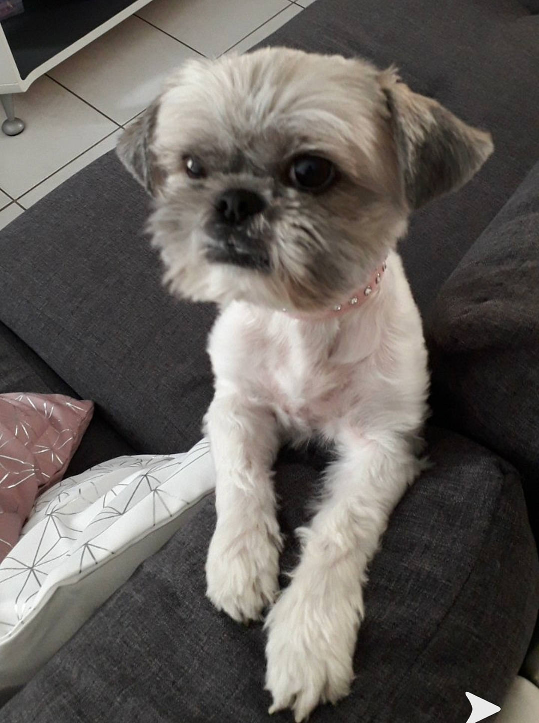 Jaïla a rejoint le concours — aidez-le/la à gagner de superbes lots ! canidae, carnivore, chinese_imperial_dog, companion_dog, dog, dog_breed, eye, maltepoo, maltese, mammal, morkie, pekapoo, poodle_crossbreed, puppy, schnoodle, shih_poo, shih_tzu, snout, toy_dog, vertebrate