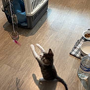 Usopp participe au concours pour gagner de l'argent avec cette photo : kitten, cat, pet_carrier, toy, floor, wooden_floor, food_bowl, water_bowl, water_bottle, checkered_mat, playful, indoor, shadow, feline, animal, pet, home, cute, young, curious
