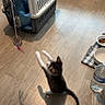kitten, cat, pet_carrier, toy, floor, wooden_floor, food_bowl, water_bowl, water_bottle, checkered_mat, playful, indoor, shadow, feline, animal, pet, home, cute, young, curious