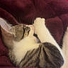 Usopp participe au concours pour gagner de l'argent avec cette photo : kitten, cat, sleeping, blanket, cozy, fur, paw, striped, white, brown, soft, cute, pet, animal, indoor, rest, relaxation, whiskers, closeup, comfort