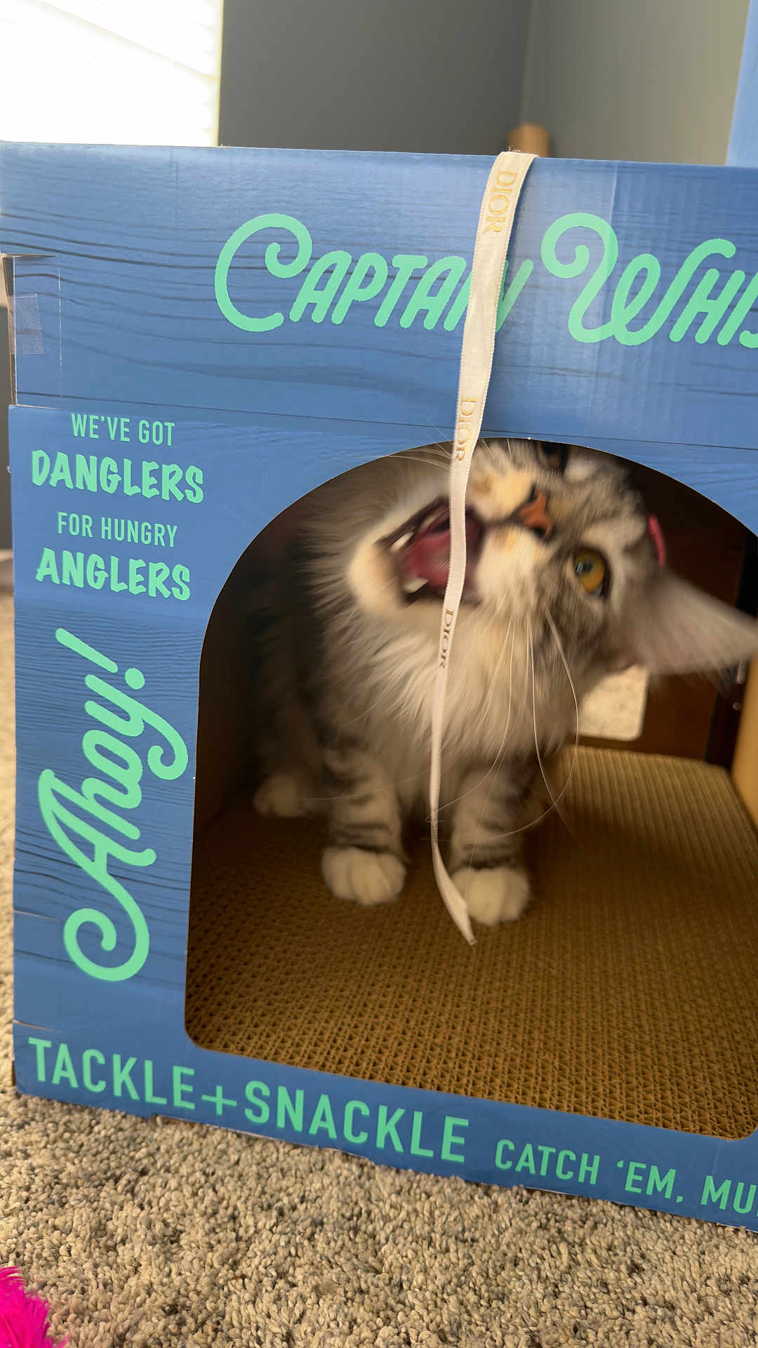 Taco Bean joined the competition — help win amazing prizes! cat, kitten, cardboard_box, ribbon, play, biting, whiskers, paws, carpet, indoor, pet, mouth_open, scratching_pad, blue_box, text_on_box, golden_eyes, tabby, close_up, playful, toy