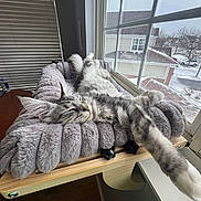 Taco Bean joined the competition — help win amazing prizes! cat, fluffy_cat, sleeping_cat, cat_bed, window, snow_outside, cozy, fur, paw, whiskers, stretching, indoor, pet, home, wooden_mount, blinds, table, cushion, neighborhood, relaxed