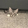Taco Bean is registered to the contest to win money with this photo: cat, kitten, tabby, gray_cat, pet, carpet, couch, paws, ears, whiskers, golden_eyes, indoor, home_interior, furniture, lying_down, peek, curious, close_up, portrait, playful