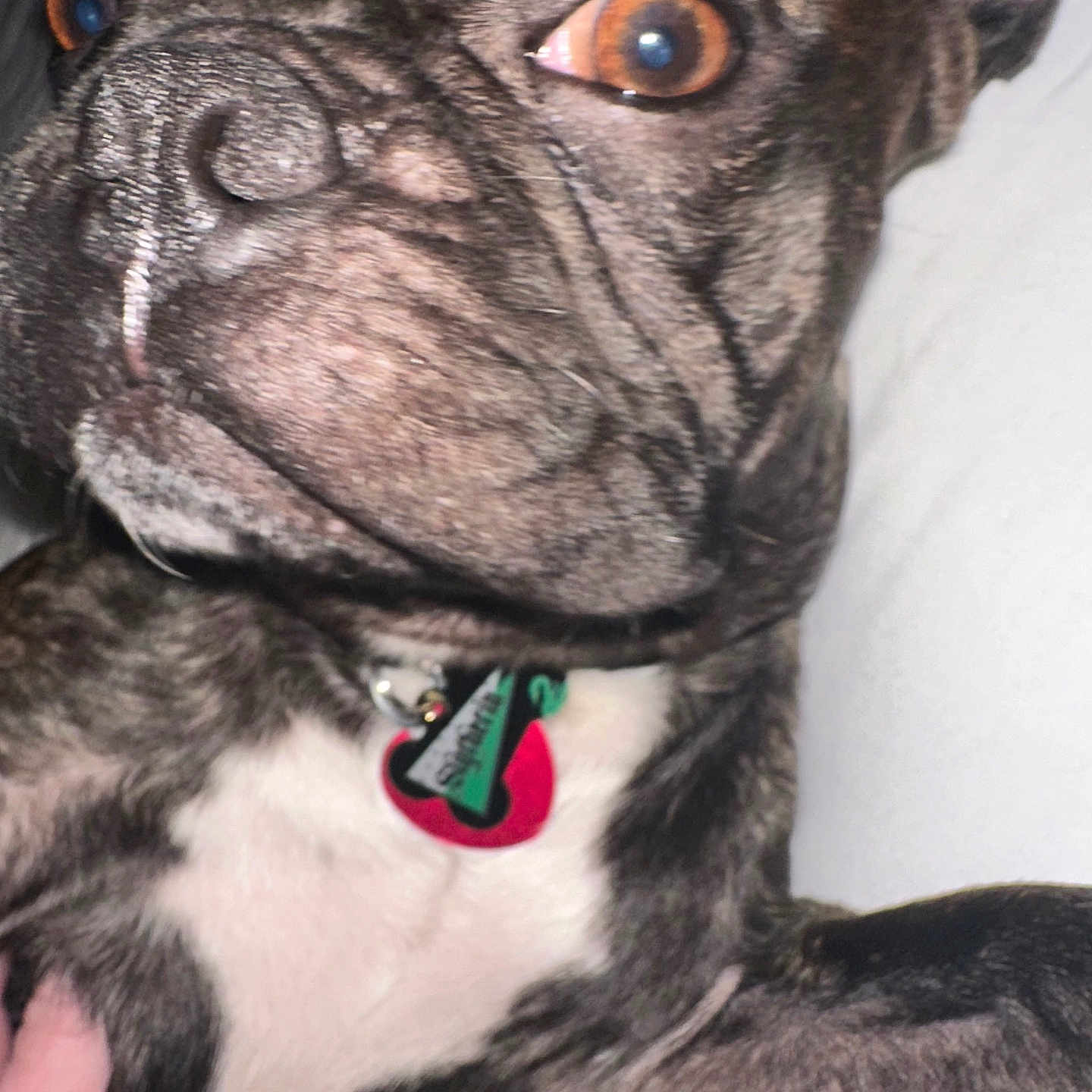 Gizmo joined the competition — help win amazing prizes! amber_eyes, animal, brindle, canine, close_up, collar, cute, dog, ears, face, friendly, fur, indoor, lying_down, nose, paw, pet, portrait, tag, white_background