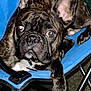 Gizmo is registered to the contest to win money with this photo: animal, blue, brindle, canine, chair, close_up, dog, domestic_animal, ears, eyes, face, french_bulldog, fur, indoor, looking, nose, paw, pet, resting, sitting