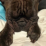 Gizmo is registered to the contest to win money with this photo: animal, brown_fur, canine, claws, close_up, companion, cute, dog, fur_texture, indoors, napping, paws, pet, portrait, relaxed, resting, sleeping, snout, soft_surface, wrinkles