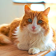 Cacahuète a rejoint le concours — aidez-le/la à gagner de superbes lots ! cat, ginger_cat, long_hair, whiskers, green_eyes, paws, fur, portrait, close_up, indoor, table, wooden_surface, pet, feline, cozy, sunlight, relaxed, domestic, curious, cute