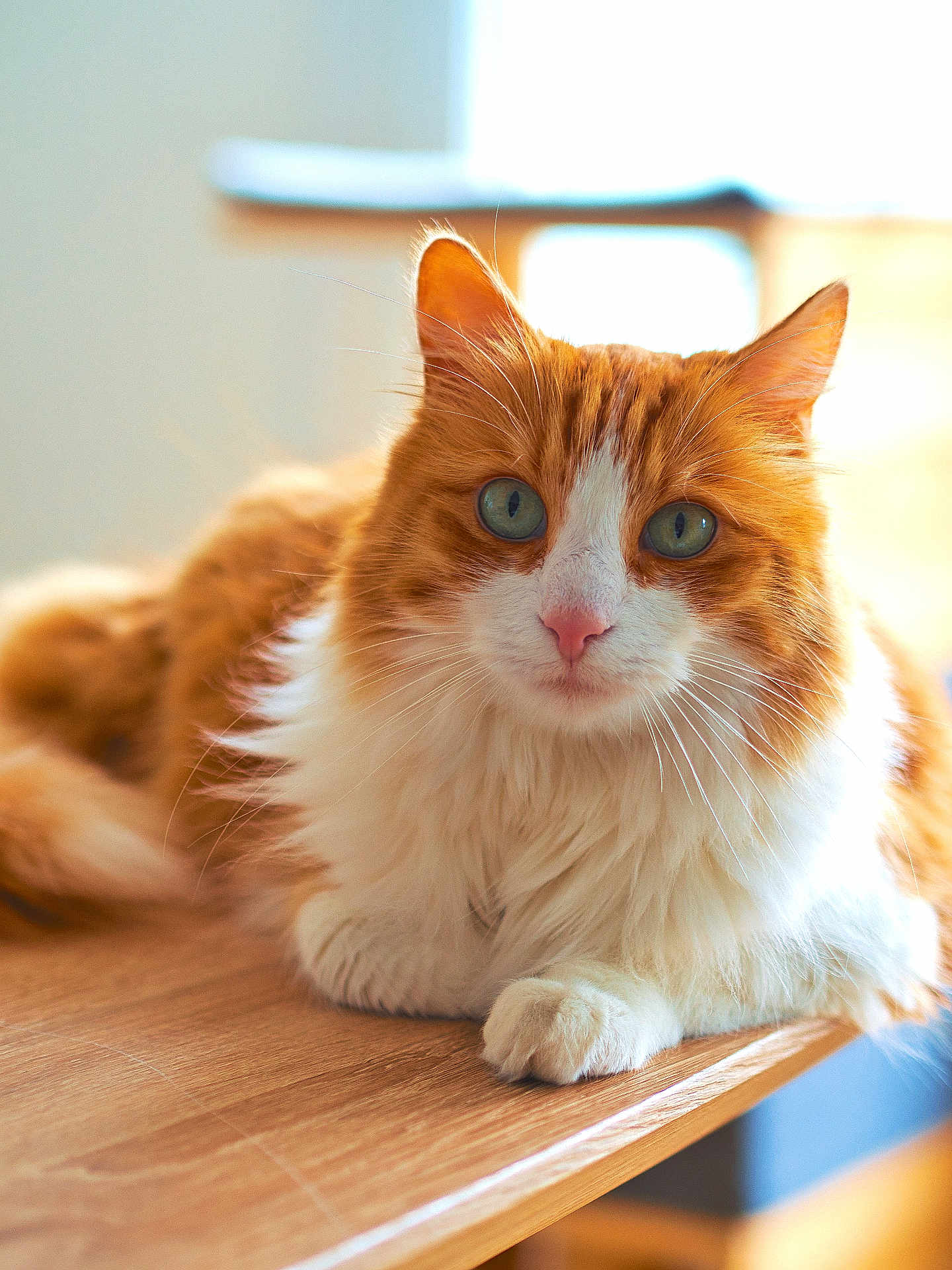 Cacahuète a rejoint le concours — aidez-le/la à gagner de superbes lots ! cat, ginger_cat, long_hair, whiskers, green_eyes, paws, fur, portrait, close_up, indoor, table, wooden_surface, pet, feline, cozy, sunlight, relaxed, domestic, curious, cute