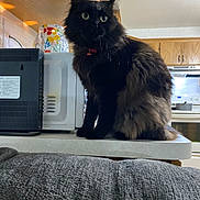 Cookie is registered to the contest to win money with this photo: appliances, black_cat, cat, collar, countertop, curious, cute, domestic_animal, eyes, feline, fluffy, fur, household, indoor, kitchen, microwave, pet, router, sitting, wooden_cabinets