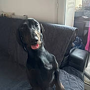 Snoopy a rejoint le concours — aidez-le/la à gagner de superbes lots ! dog, black_dog, indoor, couch, quilted_cover, tongue_out, pet, blurred, seated, furniture, door, window, light, shadow, living_room, animal, home, canine, domestic, companion
