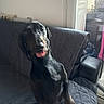 dog, black_dog, indoor, couch, quilted_cover, tongue_out, pet, blurred, seated, furniture, door, window, light, shadow, living_room, animal, home, canine, domestic, companion