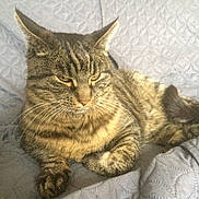 Tigresse a rejoint le concours — aidez-le/la à gagner de superbes lots ! asian, california_spangled, carnivoran, cat, cat_like_mammal, domestic_short_haired_cat, dragon_li, european_shorthair, fauna, fur, maine_coon, pixie_bob, small_to_medium_sized_cats, snout, tabby_cat, whiskers, wild_cat