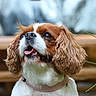 Clochette a rejoint le concours — aidez-le/la à gagner de superbes lots ! carnivoran, cavalier_king_charles_spaniel, companion_dog, dog, dog_breed, dog_breed_group, dog_like_mammal, king_charles_spaniel, puppy, snout, spaniel