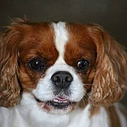 Clochette a rejoint le concours — aidez-le/la à gagner de superbes lots ! caramel_color, carnivoran, cavachon, cavalier_king_charles_spaniel, companion_dog, dog, dog_breed, dog_breed_group, dog_like_mammal, king_charles_spaniel, puppy, snout, spaniel