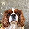 Clochette participe au concours pour gagner de l'argent avec cette photo : carnivoran, cavalier_king_charles_spaniel, companion_dog, dog, dog_breed, dog_breed_group, dog_like_mammal, king_charles_spaniel, snout, spaniel