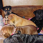 Roxy is registered to the contest to win money with this photo: puppies, dog, indoor, couch, snuggling, brown, black, wrinkled_skin, collar, sleeping, pile, animal, pet, cute, young, fur, resting, group, cozy, companion